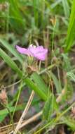 Image of Water Dawnflower