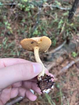 Image of Suillus hirtellus (Peck) Snell 1944