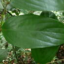 Diospyros mannii Hiern的圖片