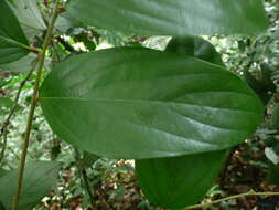 Image of Diospyros mannii Hiern