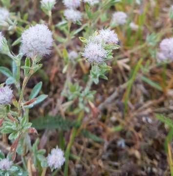 Plancia ëd Trifolium arvense var. arvense