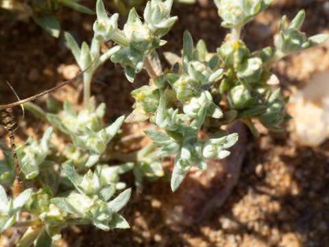 Image of Arizona cottonrose