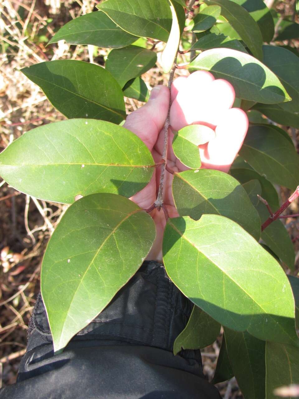 Image of glossy privet