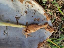 Image of Colchicum cupanii Guss.