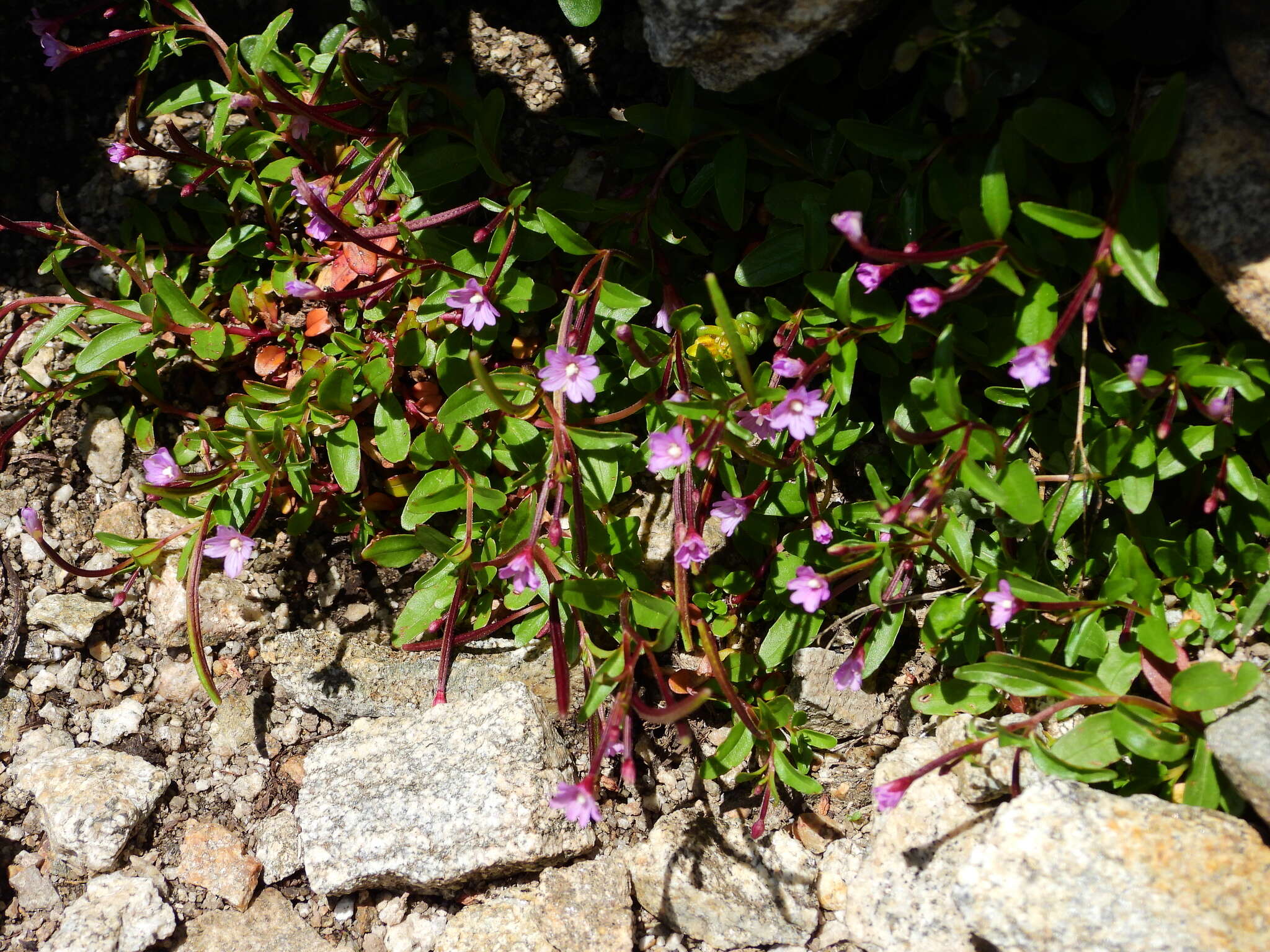 Image of pimpernel willowherb