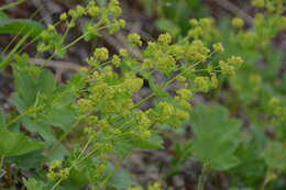 Plancia ëd Alchemilla murbeckiana Buser