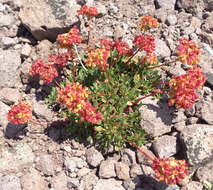 Image of sulphur-flower buckwheat