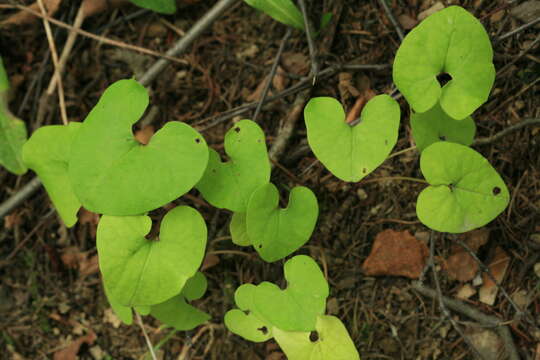 Image of Asarum heterotropoides F. Schmidt