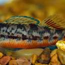 Imagem de Etheostoma raneyi Suttkus & Bart 1994