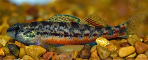 Image de Etheostoma raneyi Suttkus & Bart 1994