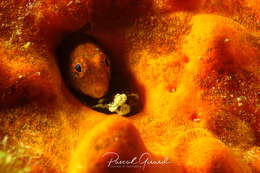 Image of Red Blenny