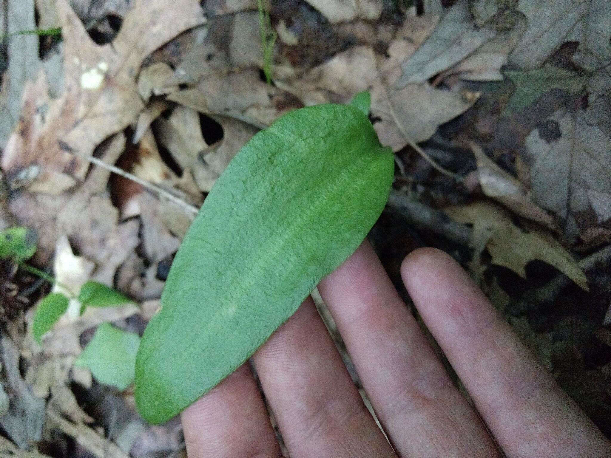 Image of adder's-tongue