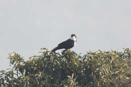 Image of <i>Corvus pectoralis</i>