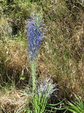 صورة Lobelia hypoleuca Hillebr.