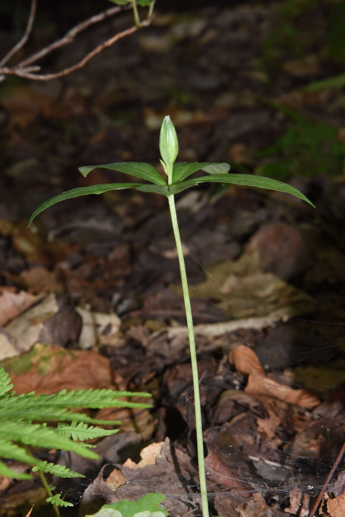 Imagem de Isotria medeoloides (Pursh) Raf.