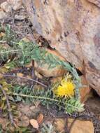 Image de Leucospermum profugum Rourke