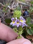 Imagem de Euphrasia alpina Lam.