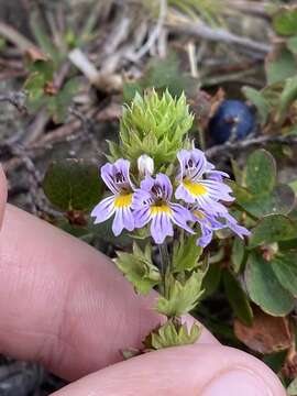 Image of Euphrasia alpina Lam.