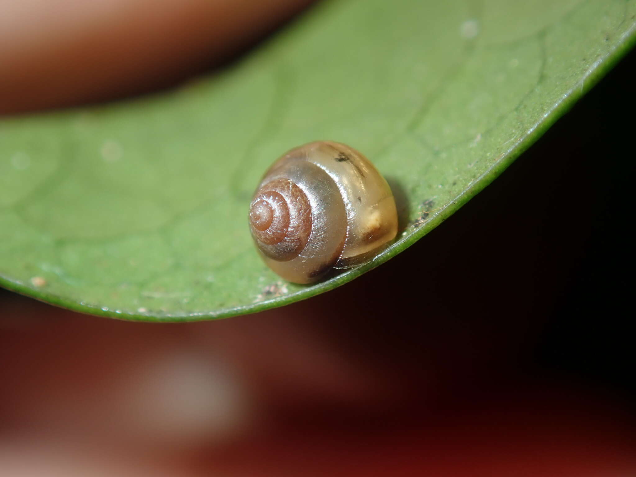 Image of Coneuplecta calculosa (Gould 1852)