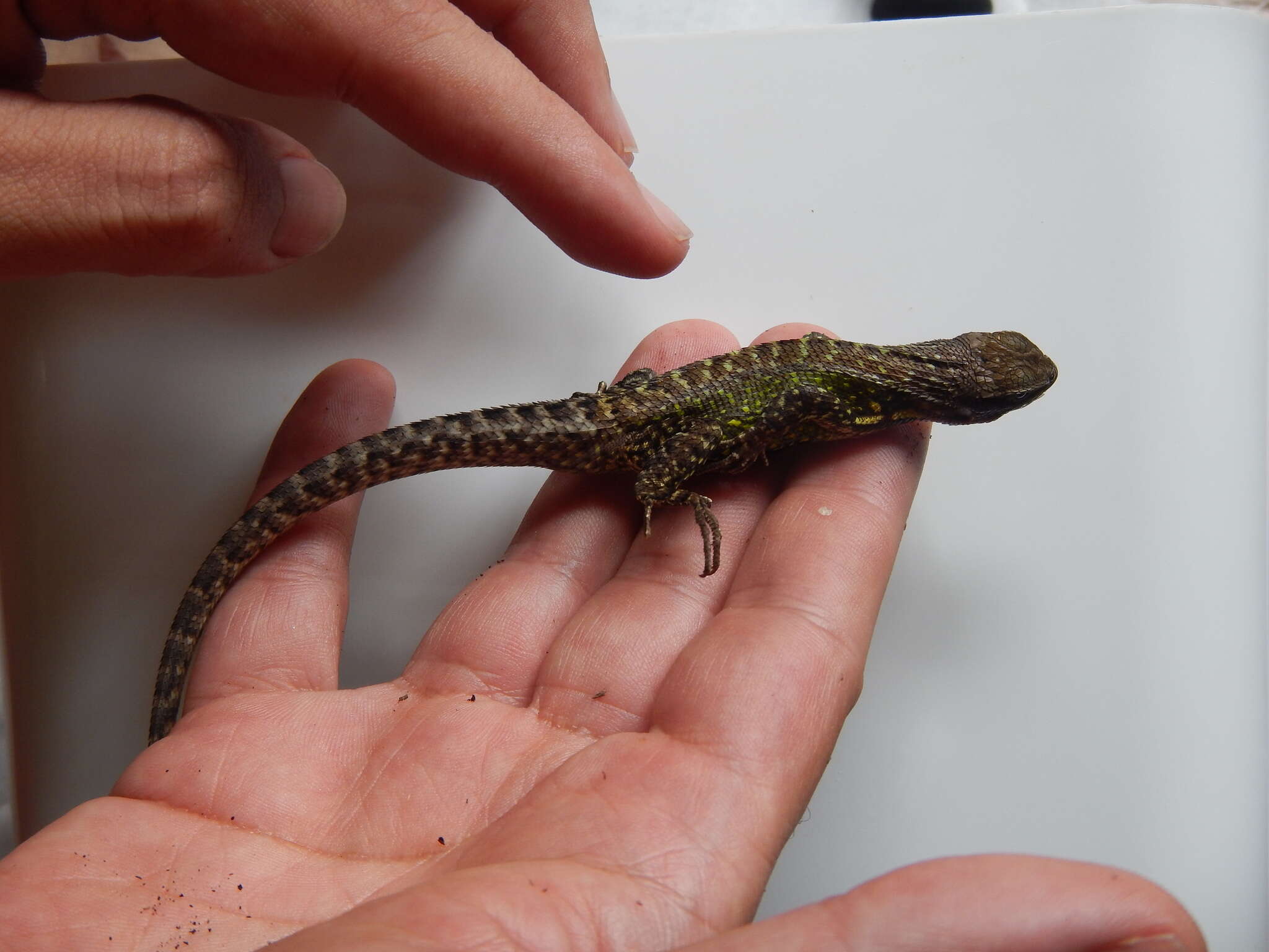 Image of Duméril's Whorltail Iguana