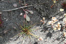 Image of Isolepis inconspicua (Levyns) J. Raynal