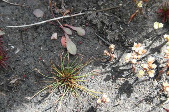 Image of Isolepis inconspicua (Levyns) J. Raynal