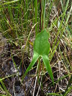 Image of broadleaf arrowhead