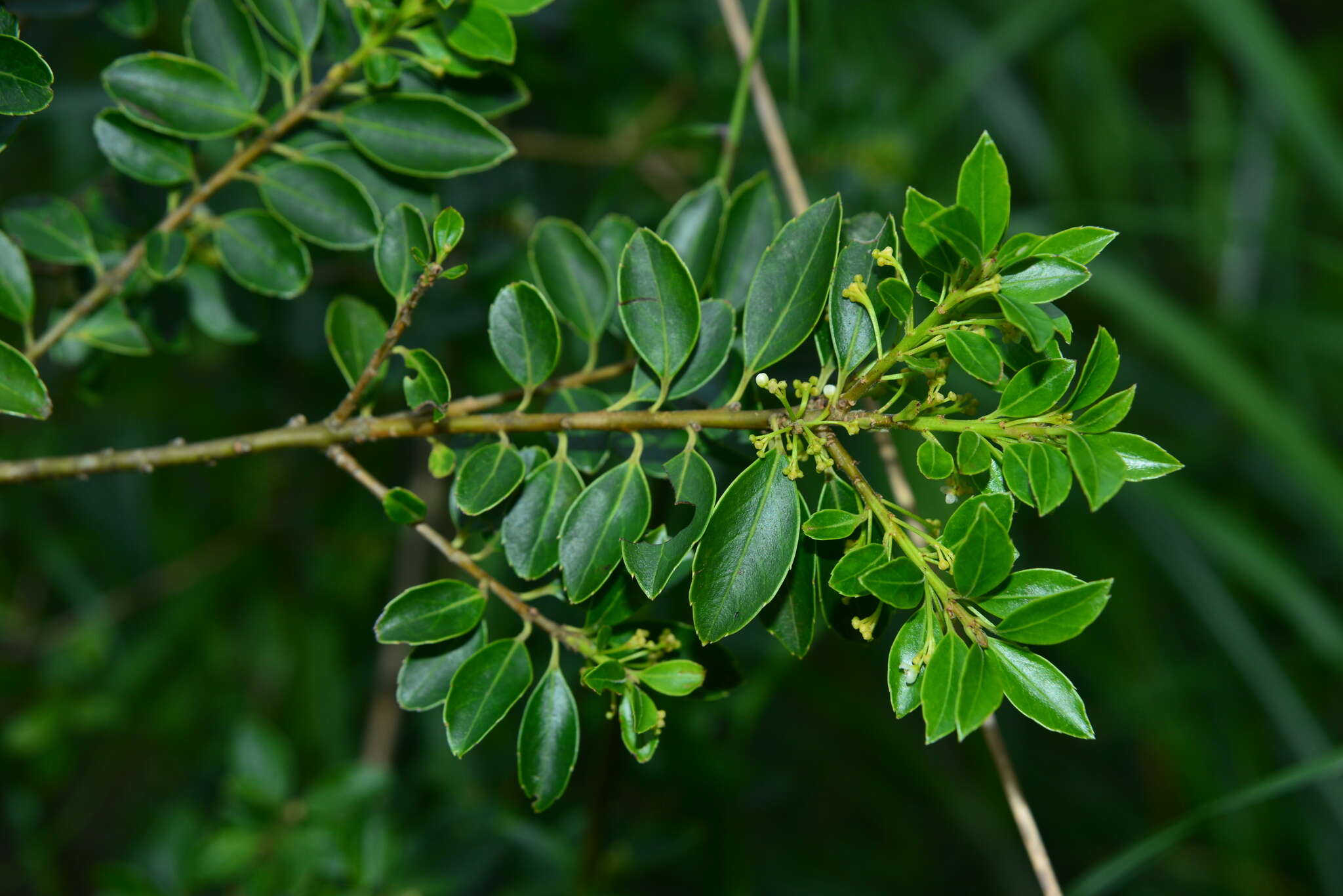 Image de Ilex yunnanensis var. parvifolia (Hayata) S. Y. Hu