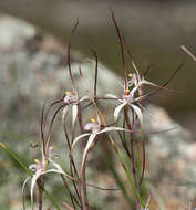 Image of Chameleon orchid