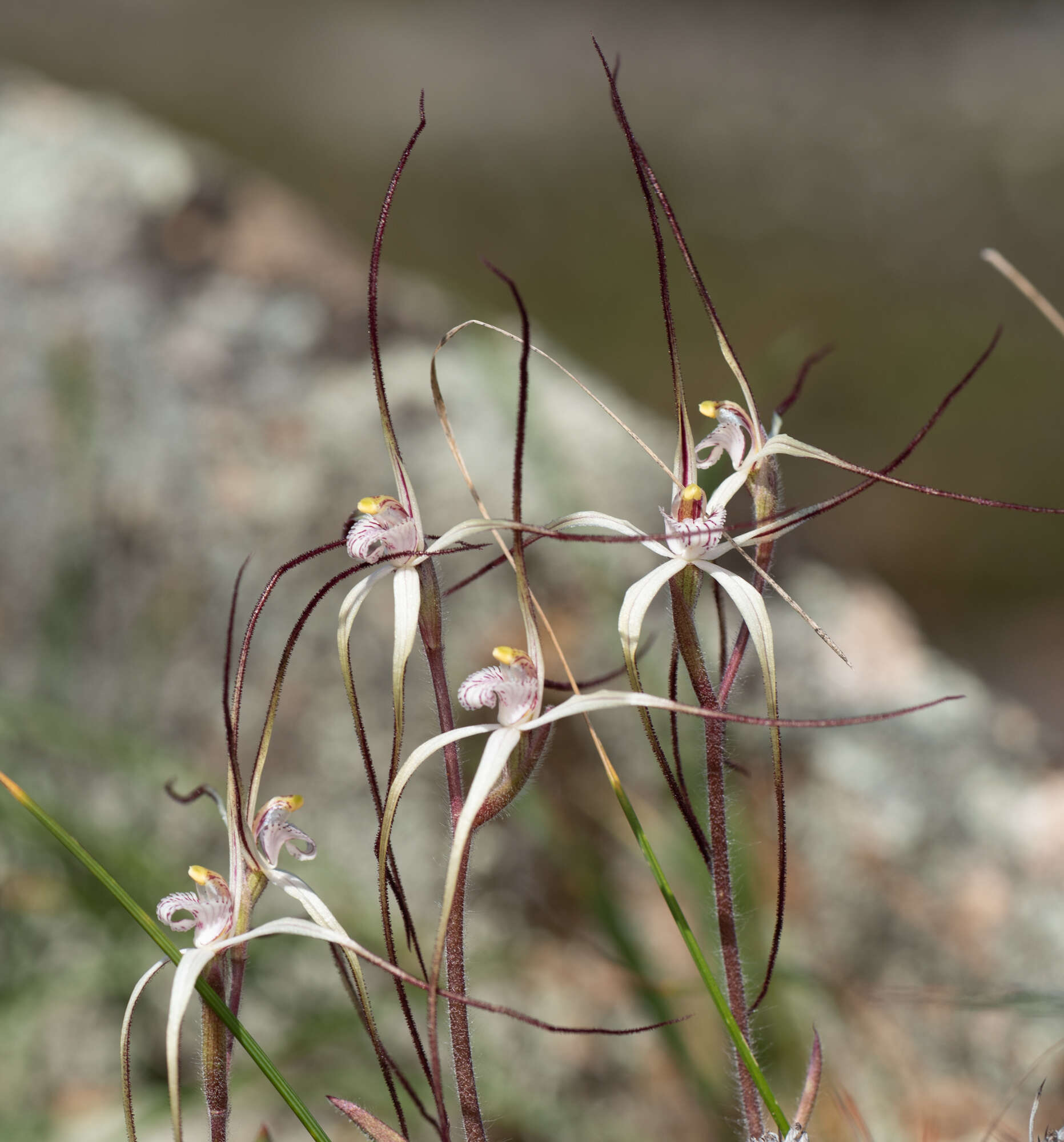 Image of Chameleon orchid