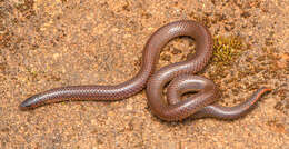 Image of Nilgiri Burrowing Snake