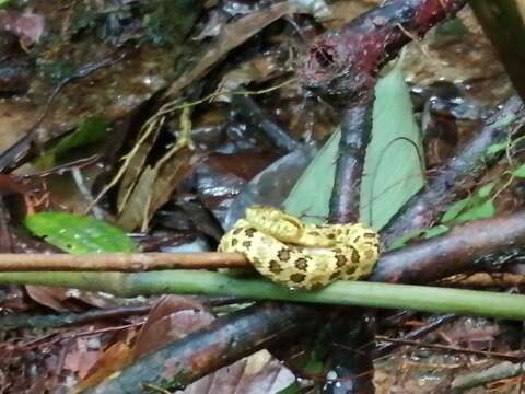 Image of Chocoan Forest Pit Viper