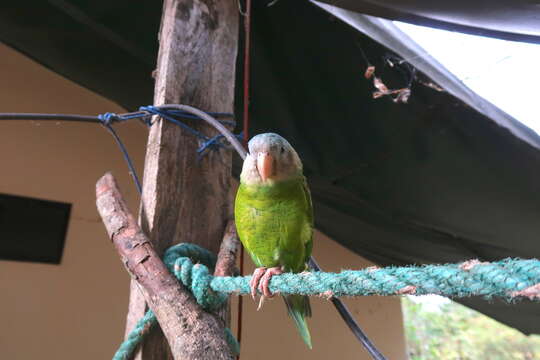 Image of Gray-cheeked Parakeet