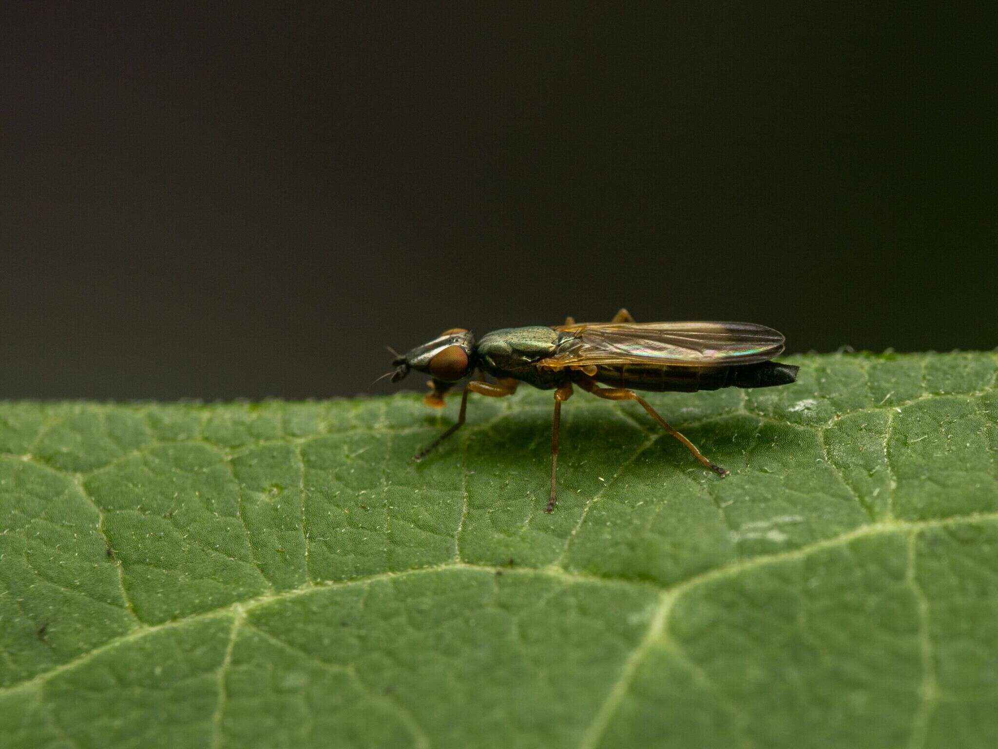 Image of Eumetopiella rufipes (Macquart 1847)