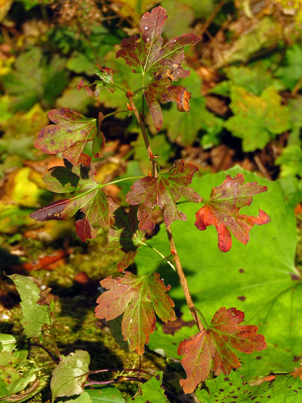 Image de Ribes rotundifolium Michx.