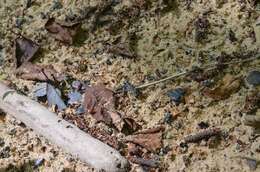 Image of Appalachian Tiger Beetle