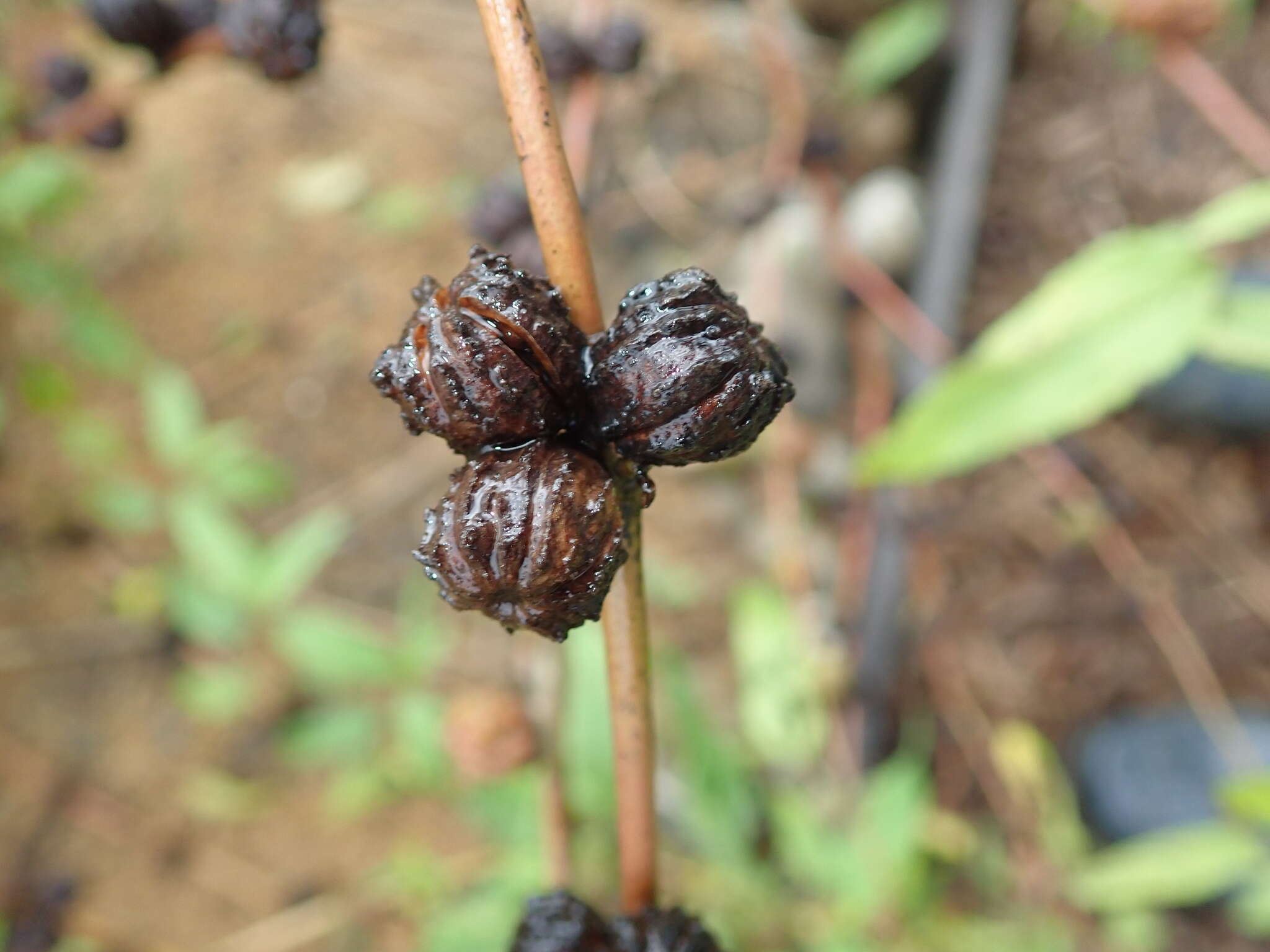 Imagem de Corchorus capsularis L.