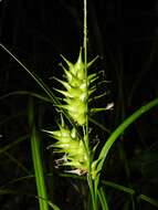 Слика од Carex louisianica L. H. Bailey