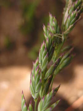 Image of munnik fescue