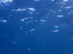 Image of Mediterranean sand smelt