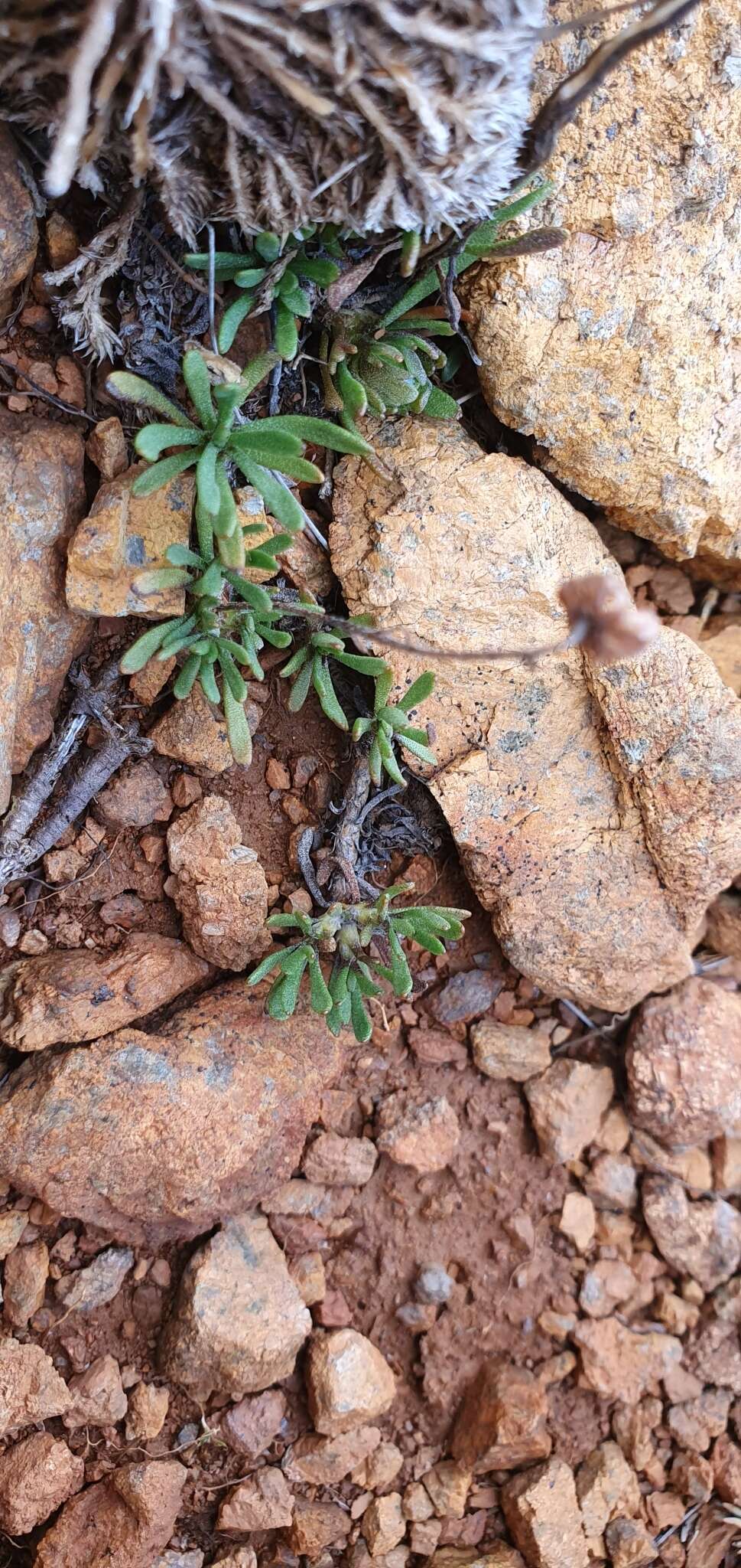 Image of Leptinella pyrethrifolia var. linearifolia (Cheeseman) D. G. Lloyd & C. J. Webb