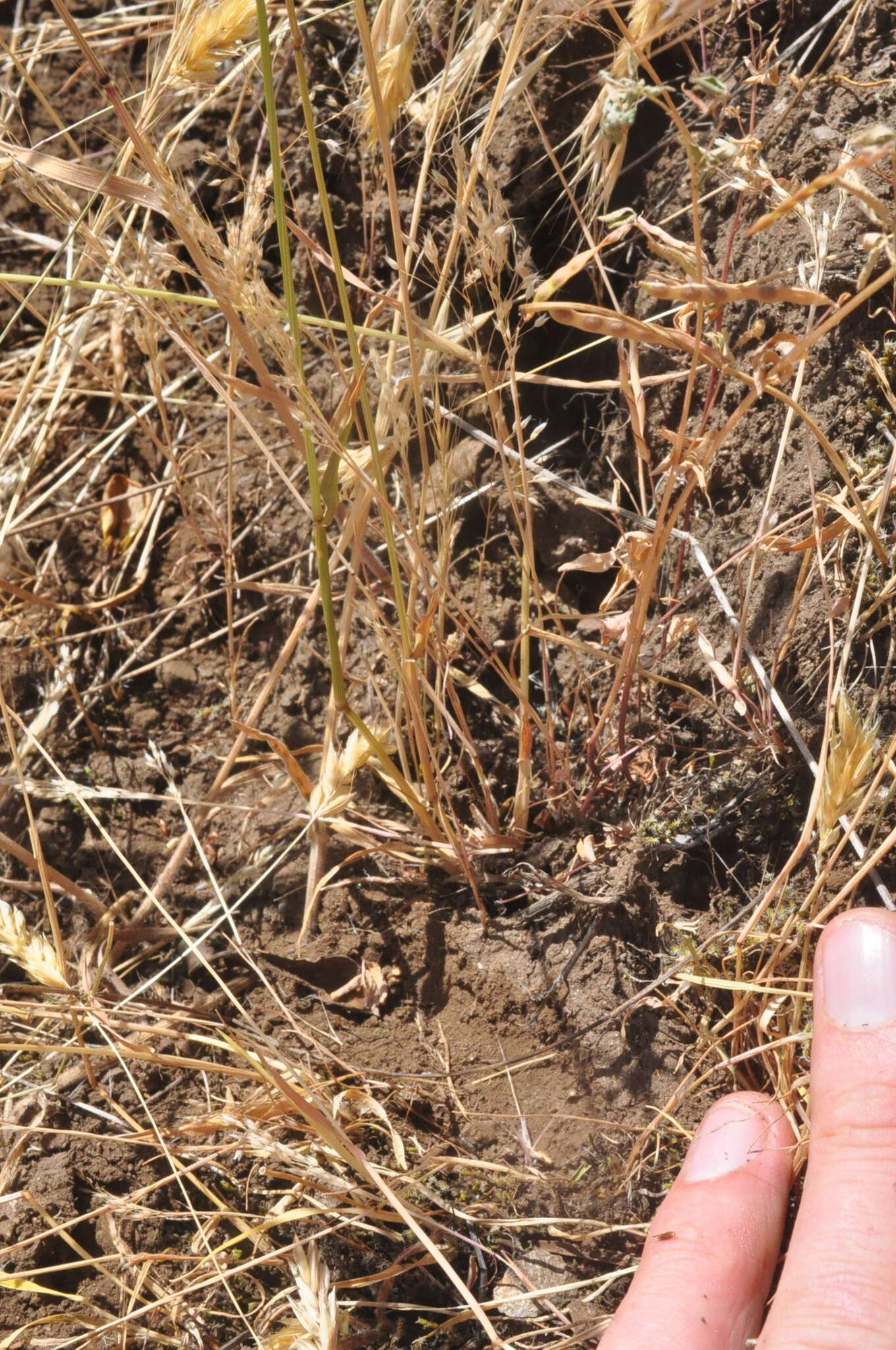 Image of annual vernal-grass