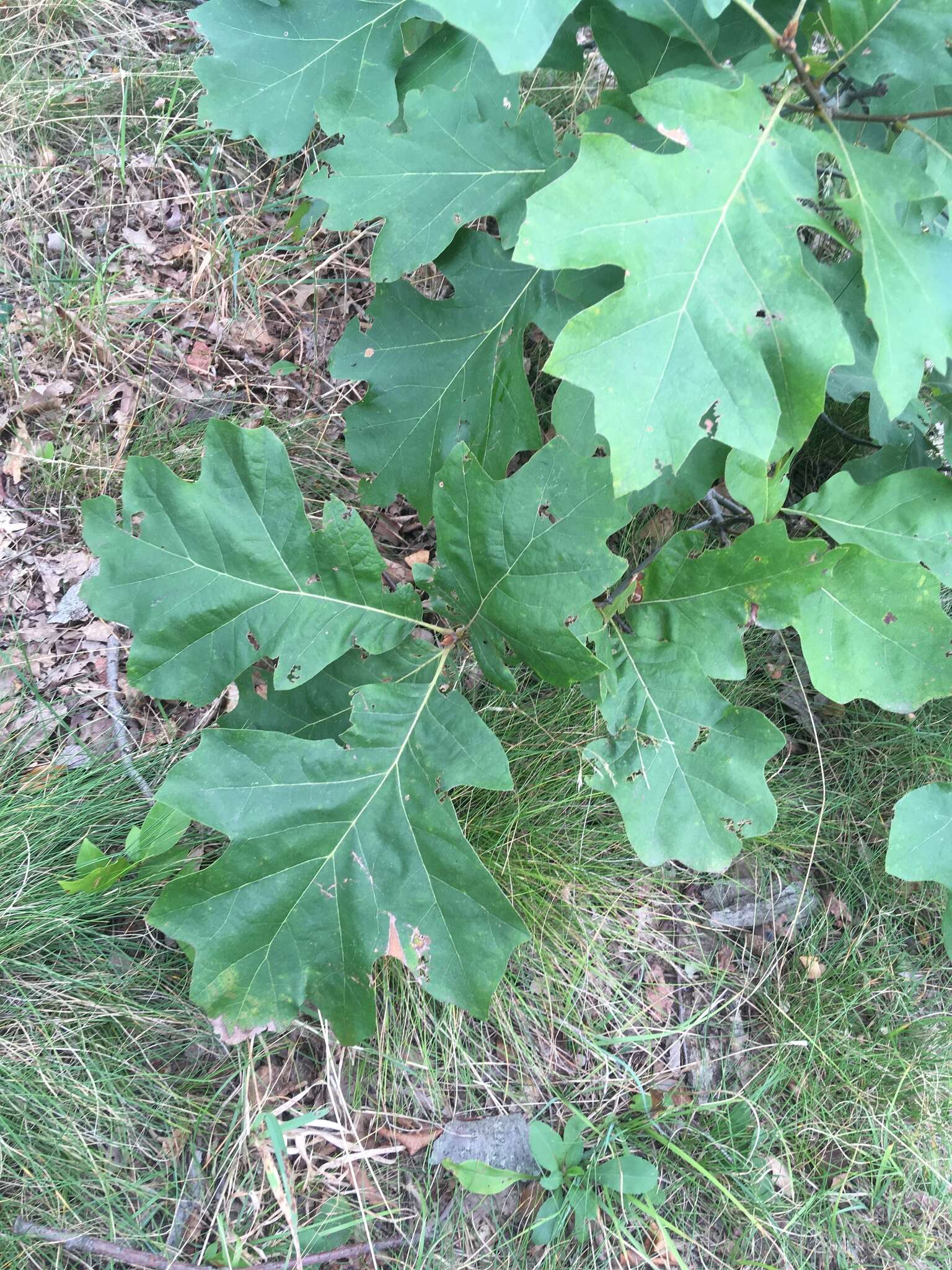 Imagem de Quercus hawkinsiae Sudw.