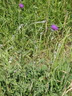 Image of Tuberous Thistle