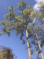 Image of south florida slash pine