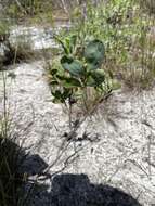 Image de Polygonella macrophylla Small