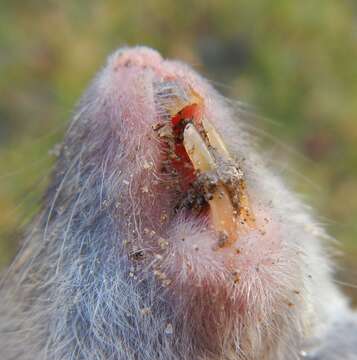 Image of Mediterranean Pine Vole