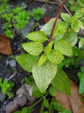 Image of tropical whiteweed