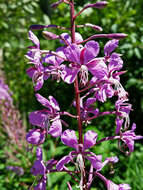 Image of Narrow-Leaf Fireweed