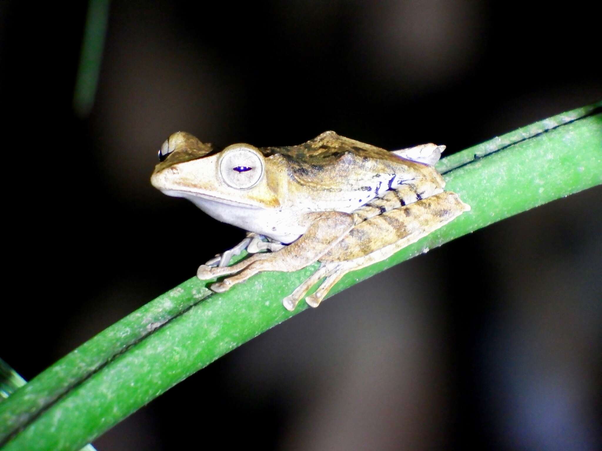 Image of File-Eared Tree Frog